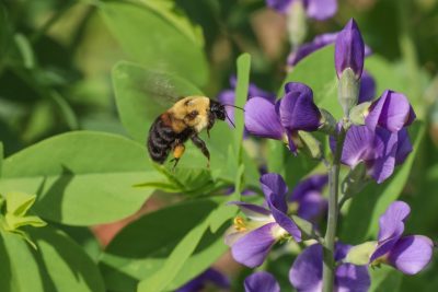 Brown-belted bumblebee (Bombus griseocollis) on Baptisia.