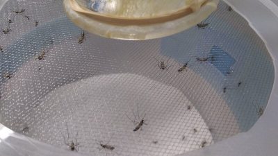 Mosquitos feeding in the lab.