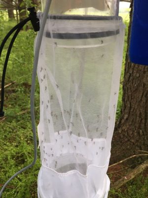 Mosquitoes in CDC light trap.