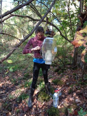 Person setting a mosquito trap.