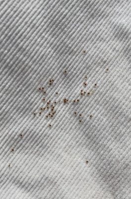 Asian longhorned tick nymphs. 