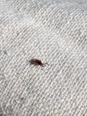 A female blacklegged tick.