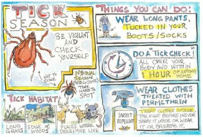 A tick infographic.