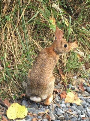 Cottontail rabbit with tick on ear.