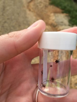 A vial of ticks.