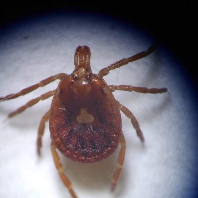 A female lonestar tick.