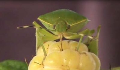 Green stink bug feeding on a yellow raspberry.