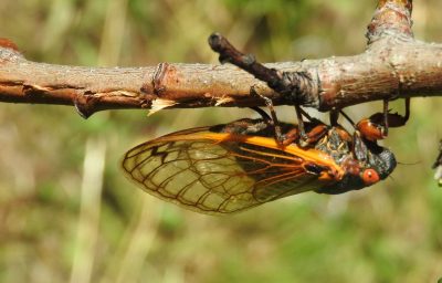 2020 emergence of periodical cicada in southwest Virginia.