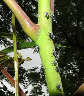  Second instar spotted lanternfly nymphs.