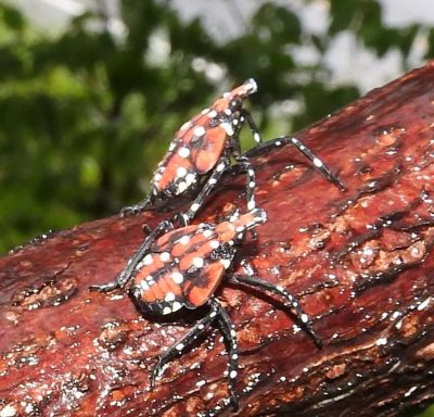  The fourth, or final, nymphal instar of spotted lanternfly.
