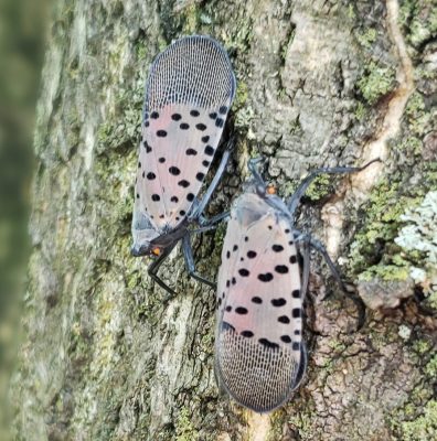 Spotted lanternfly adults.