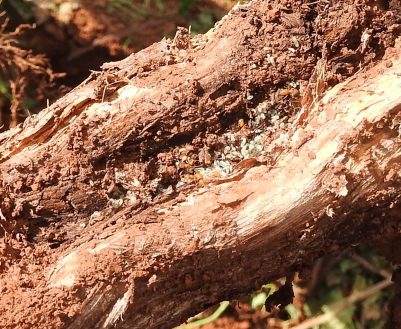 Ants living with mealybugs on grape rots.