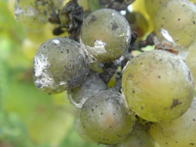 Grape mealybugs on a grapevine.
