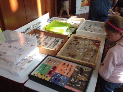 4-H Insect Collection Contest.
