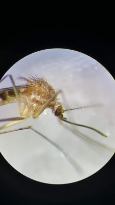 Close-up of female mosquito.
