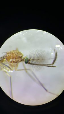 Close-up of male mosquito with fluffy antennae.