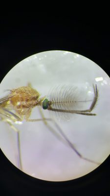 Close-up of male mosquito with fluffy antennae.