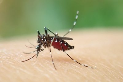 Asian tiger mosquito (Aedes albopictus) taking a blood meal.