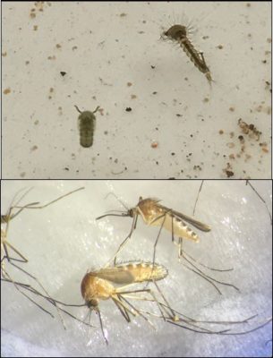 Culex mosquito larvae and adults from Mountain Lake Biological Station.