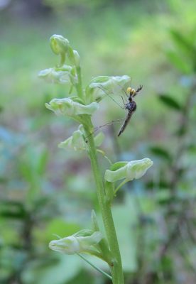 Male mosquito on Platanthera obtusata orchid.