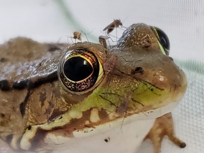 Mosquitoes feeding on a frog.