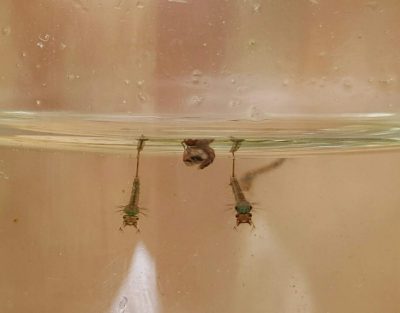 Two mosquito larvae and one pupae.