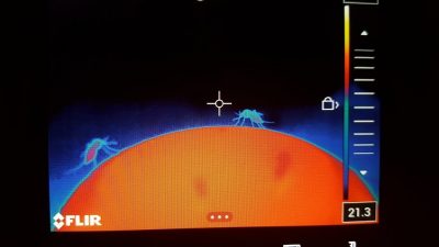 Thermographic image of mosquitoes feeding on a blood feeder.
