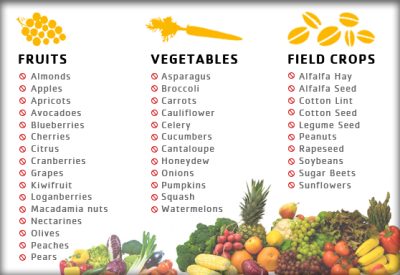 Foods that are pollinated by bees.