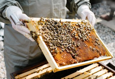 Frame with honey bees from a honey super.