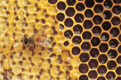 A honey bee honeycomb.