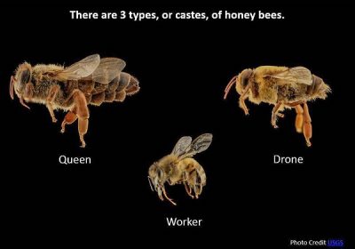 Queen, worker, and drone honey bee.
