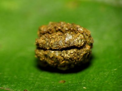 Caterpillar Poop