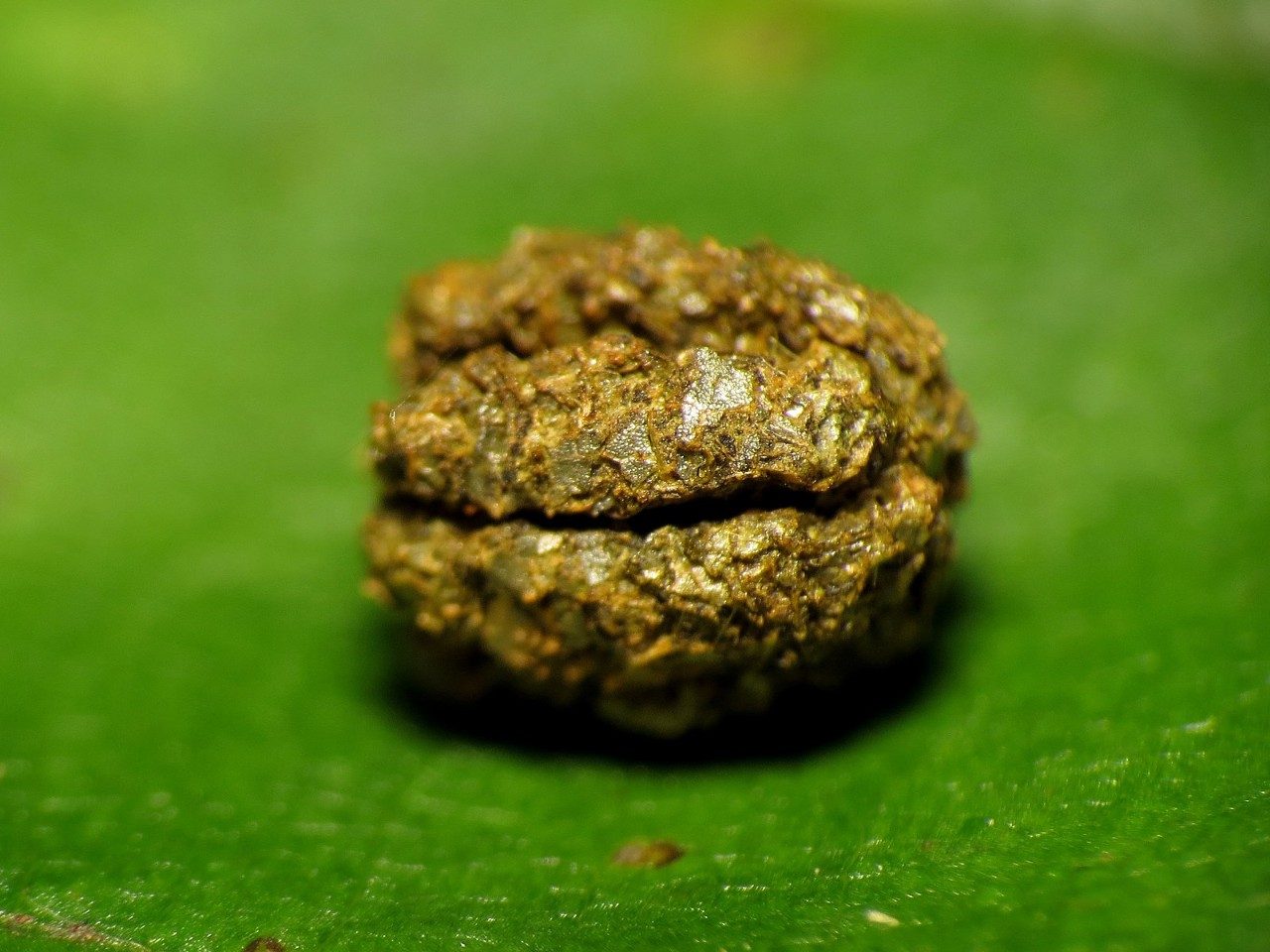 Caterpillar poop.