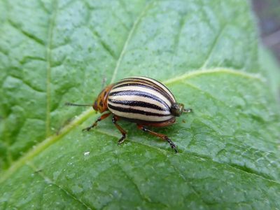 Colorado Potato Beetle Pooping