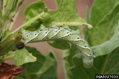 Tomato Hornworm and Frass