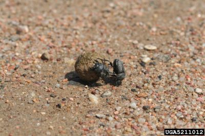 Dung Beetle