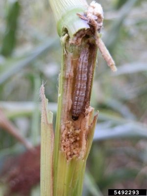 European Corn Borer