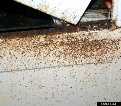 cockroach poop