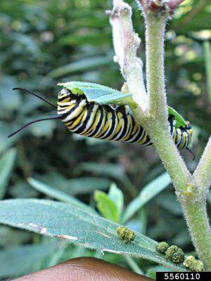 Monarch Butterfly Larvae and Frass