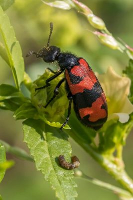 blister beetle and frass