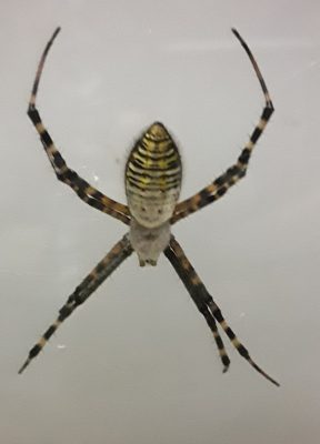 Garden Spider