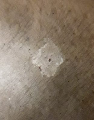 Garden Spider Poop