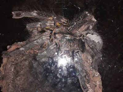 Tarantula