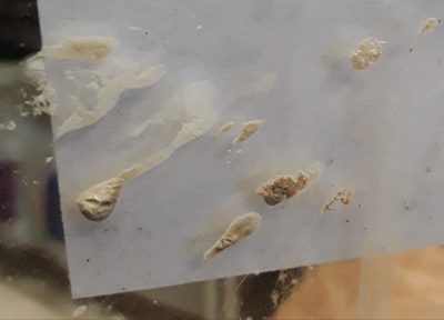 Tarantula Poop