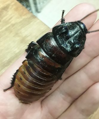 Hissing Cockroach