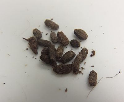 Hissing Cockroach Poop