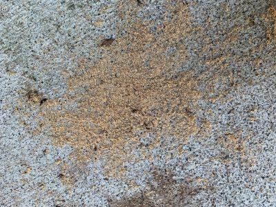 Carpenter Ant Frass