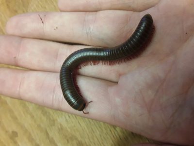 Millipede