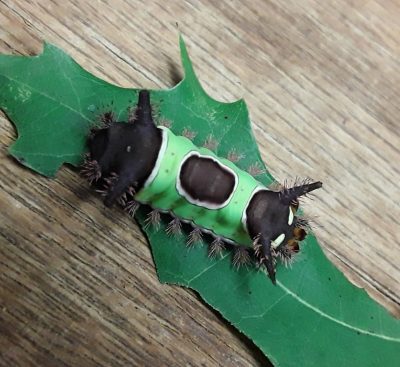 Saddleback Caterpillar