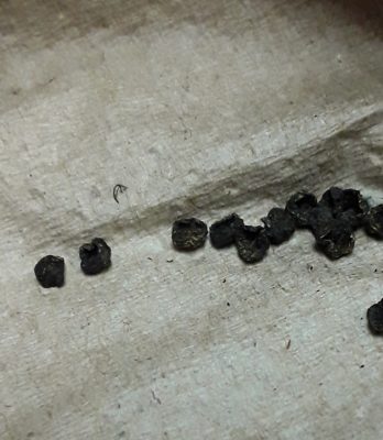 Caterpillar Poop